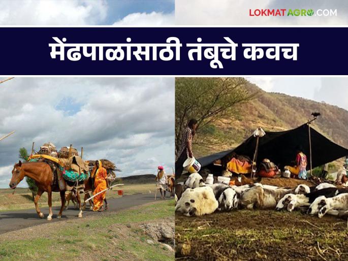 Tent covers through forest department to protect sheep rearer from leopards | बिबट्या पासून मेंढपाळांच्या संरक्षणासाठी वनविभागामार्फत तंबूचे कवच Tent covers through forest department to protect sheep rearer from leopards | बिबट्या पासून मेंढपाळांच्या संरक्षणासाठी वनविभागामार्फत तंबूचे कवच