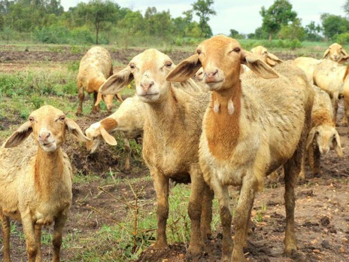 Nine sheep killed by leopard attack | बिबट्याच्या हल्ल्यात नऊ मेंढ्या ठार Nine sheep killed by leopard attack | बिबट्याच्या हल्ल्यात नऊ मेंढ्या ठार