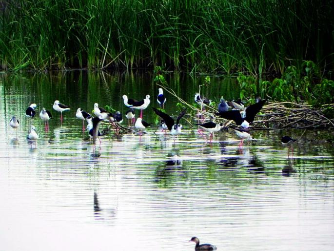 Water pollution in the city increased; Predators warned Akolekar! | शहरातील जलप्रदूषण वाढले; शेकाट्यांनी दिला अकोलेकरांना इशारा! Water pollution in the city increased; Predators warned Akolekar! | शहरातील जलप्रदूषण वाढले; शेकाट्यांनी दिला अकोलेकरांना इशारा!