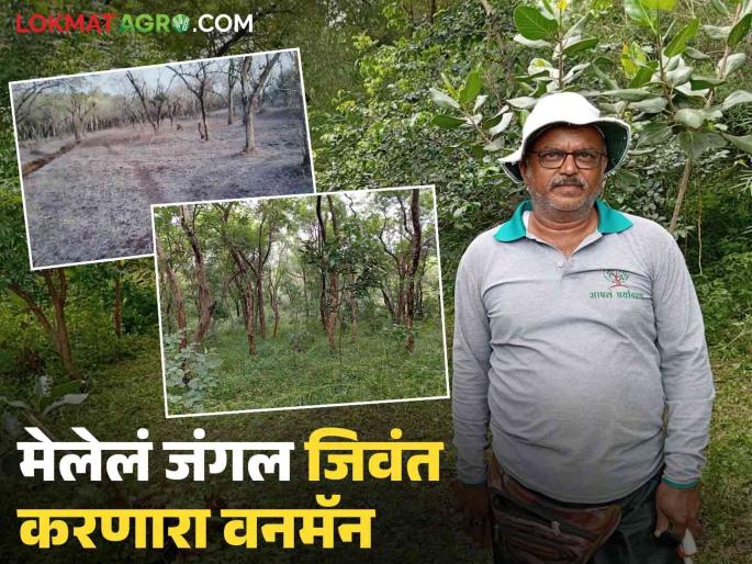 Latest news Nashik Devrai The story of tree man shekhar gaikwad revived 100 acre dead forest fashicha dongar in Nashik  | Nashik Devrai : नाशिकमधील 100 एकरांवरील मेलेलं जंगल जिवंत करणाऱ्या वनमॅनची गोष्ट  Latest news Nashik Devrai The story of tree man shekhar gaikwad revived 100 acre dead forest fashicha dongar in Nashik  | Nashik Devrai : नाशिकमधील 100 एकरांवरील मेलेलं जंगल जिवंत करणाऱ्या वनमॅनची गोष्ट