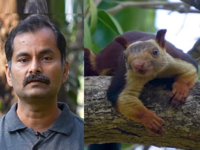 Sindhudurg District Psychiatrist Dr. Rupesh Patkar declared the eight acre garden as a reserve area Indian giant squirrel conservation | Sindhudurg: शेकरू संवर्धनासाठी डॉ. रुपेश पाटकरांचा अनोखा पुढाकार, आठ एकर बागच राखीव क्षेत्र म्हणून जाहीर केली Sindhudurg District Psychiatrist Dr. Rupesh Patkar declared the eight acre garden as a reserve area Indian giant squirrel conservation | Sindhudurg: शेकरू संवर्धनासाठी डॉ. रुपेश पाटकरांचा अनोखा पुढाकार, आठ एकर बागच राखीव क्षेत्र म्हणून जाहीर केली