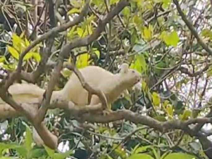 Sighting of a white fox in the forest of Mahabaleshwar | महाबळेश्वरच्या जंगलात पांढऱ्या शेकरूचे दर्शन Sighting of a white fox in the forest of Mahabaleshwar | महाबळेश्वरच्या जंगलात पांढऱ्या शेकरूचे दर्शन