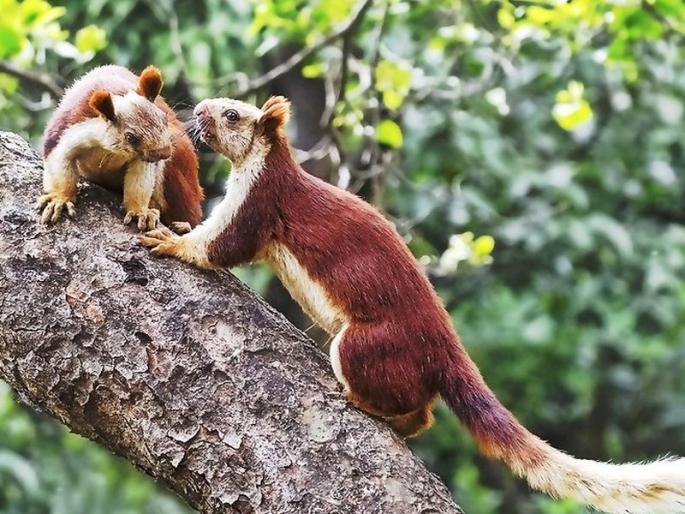 After the Bhimashankar, the state is expanding in Kisubai-Harishchandragaad Wildlife Sanctuary | भीमाशंकरनंतर कळसुबाई-हरिश्चंद्रगड अभयारण्यात वाढतोय राज्यप्राणी शेकरु After the Bhimashankar, the state is expanding in Kisubai-Harishchandragaad Wildlife Sanctuary | भीमाशंकरनंतर कळसुबाई-हरिश्चंद्रगड अभयारण्यात वाढतोय राज्यप्राणी शेकरु