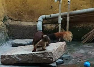 State bird Shekru found in Bhadvan | खाद्य न मिळाल्याने शेकरु मानवी वस्तीकडे, भादवणमध्ये आढळला राज्यपक्षी State bird Shekru found in Bhadvan | खाद्य न मिळाल्याने शेकरु मानवी वस्तीकडे, भादवणमध्ये आढळला राज्यपक्षी