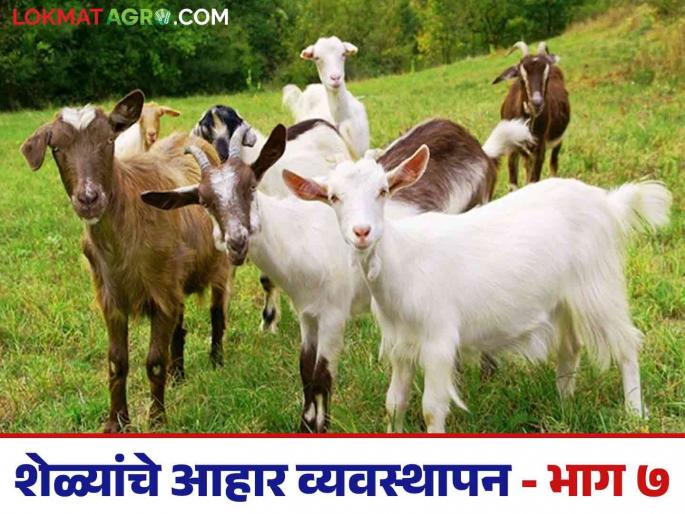 Latest News sheli palan ahar Goat Farming What to feed a 30 kg goat Learn in detail | Goat Farming : 30 किलो वजनाच्या शेळीला काय खायला द्यावे? जाणून घ्या सविस्तर 