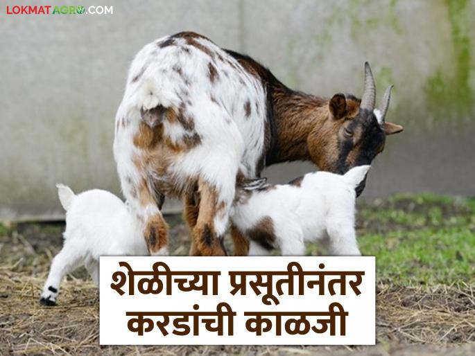 Latest News Goat farming Tips Take these measures to prevent death of goats after giving birth | Goat Farming Tips : शेळीच्या प्रसूतीनंतर लागलीच 'हे' उपाय करा, करडांचा मृत्युदर होईल कमी  Latest News Goat farming Tips Take these measures to prevent death of goats after giving birth | Goat Farming Tips : शेळीच्या प्रसूतीनंतर लागलीच 'हे' उपाय करा, करडांचा मृत्युदर होईल कमी