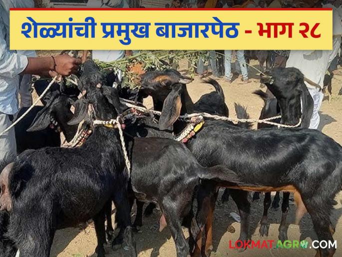 Latest News Goat Farming Where are goat markets held in Maharashtra see details | Goat Market : महाराष्ट्रात शेळ्यांचे बाजार कुठे-कुठे भरतात? पहा गावांची नावे, बाजाराचा वार  Latest News Goat Farming Where are goat markets held in Maharashtra see details | Goat Market : महाराष्ट्रात शेळ्यांचे बाजार कुठे-कुठे भरतात? पहा गावांची नावे, बाजाराचा वार