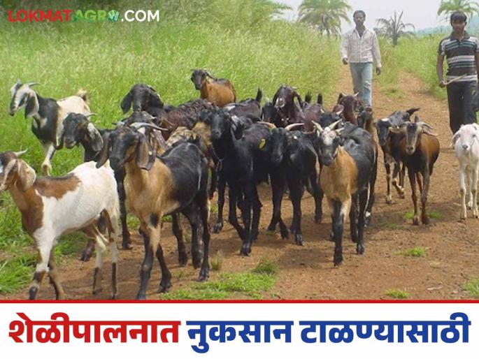 Latest News Goat farming Techniques Pay attention to these things to avoid losses in goat farming, read in detail | Goat Farming : शेळीपालनात नुकसान टाळण्यासाठी 'या' गोष्टींकडे लक्ष द्या, वाचा सविस्तर 