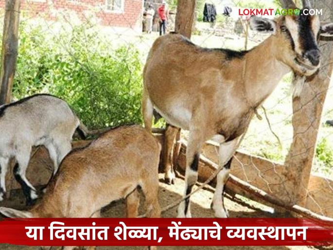 Latest News Goat farming What to do if you want to breed goats at once Read in detail | Goat farming : जर एकावेळी शेळ्यांना गाभ घालायचे असेल तर काय करावे? वाचा सविस्तर 