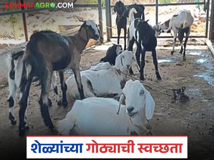 Latest news Goat farming shelter Moisture in monsoon is dangerous for health of goats read in detail | शेळ्यांच्या निवाऱ्याचा जागेवर भुसा, कोरडी वाळू पसरवण्याचे फायदे, वाचा सविस्तर 