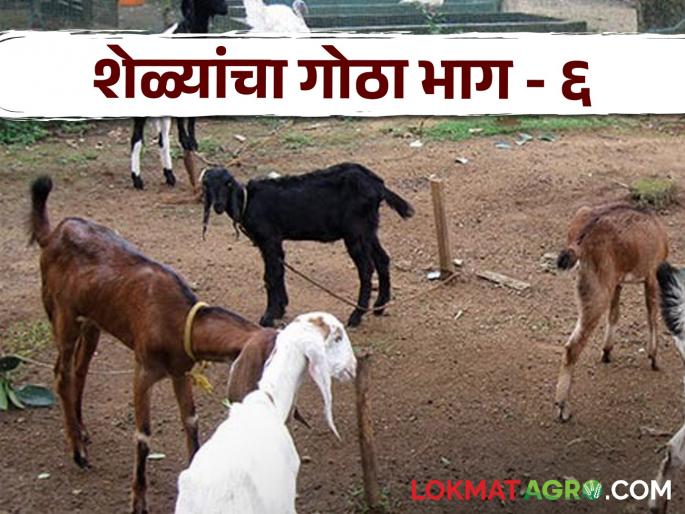 Latest news Sheli Palan Goat Farming What should goat shed look like Read in detail | Goat Farming Technique : शेळ्यांचा गोठा कसा असावा? वाचा सविस्तर 