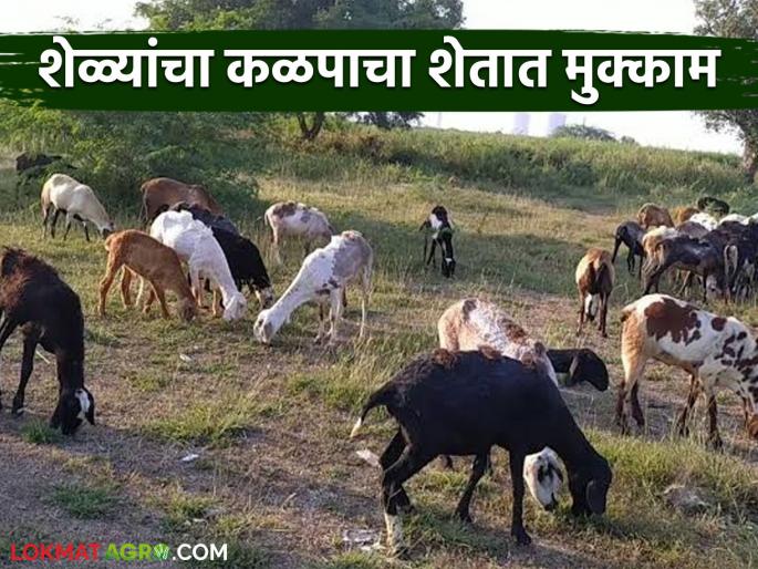 Latest News Why are you paying Rs. 500 per day to keep herd of goats in farm? | शेळ्यांचा कळप शेतात बसविण्यासाठी दिवसाला 500 रुपये का दिले जात आहेत?  Latest News Why are you paying Rs. 500 per day to keep herd of goats in farm? | शेळ्यांचा कळप शेतात बसविण्यासाठी दिवसाला 500 रुपये का दिले जात आहेत?