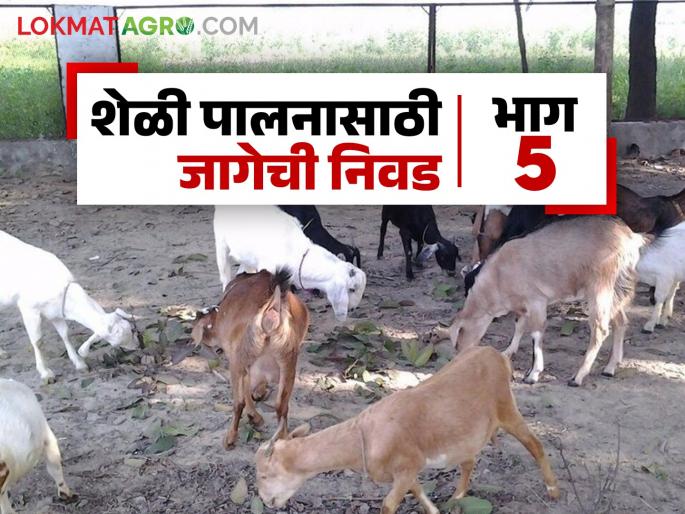 Latest News Goat Farming Technique How important is choice of location for goat farming business see detail | Goat Farming Technique : शेळीपालन व्यवसायासाठी जागेची निवड किती महत्वाची? जाणून घ्या सविस्तर 