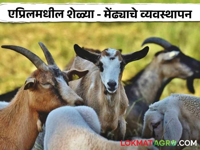 Latest News sheli mendhi palan How to manage goat and sheep diet to vaccination in april read in detail | Sheli Palan Tips : शेळ्या-मेंढ्याचा आहार ते लसीकरण, असे करा व्यवस्थापन, वाचा सविस्तर  Latest News sheli mendhi palan How to manage goat and sheep diet to vaccination in april read in detail | Sheli Palan Tips : शेळ्या-मेंढ्याचा आहार ते लसीकरण, असे करा व्यवस्थापन, वाचा सविस्तर