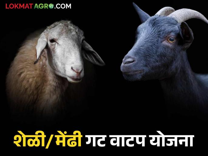Online application process for purchasing goats and sheep through this scheme of Animal Husbandry Department has started; Know the details | शेळ्या व मेंढ्या खरेदी योजनेसाठी ऑनलाईन अर्ज प्रक्रिया सुरु; जाणून घ्या सविस्तर