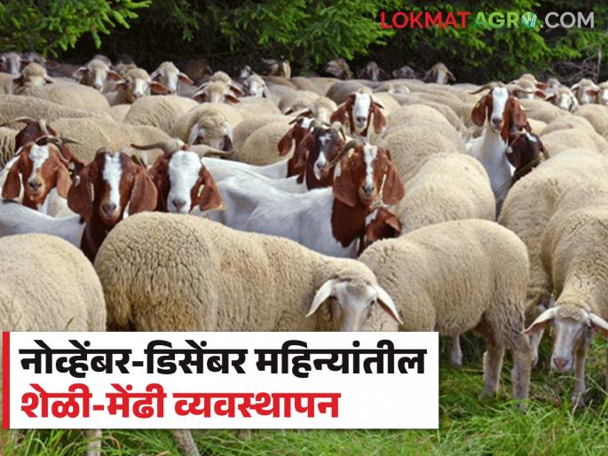 Latest news How to take care of goats and sheep in winter season Read in detail  | Winter Goat Sheep Care : नोव्हेंबर-डिसेंबर महिन्यात शेळ्या मेंढ्यांची काळजी कशी घ्याल? वाचा सविस्तर  Latest news How to take care of goats and sheep in winter season Read in detail  | Winter Goat Sheep Care : नोव्हेंबर-डिसेंबर महिन्यात शेळ्या मेंढ्यांची काळजी कशी घ्याल? वाचा सविस्तर
