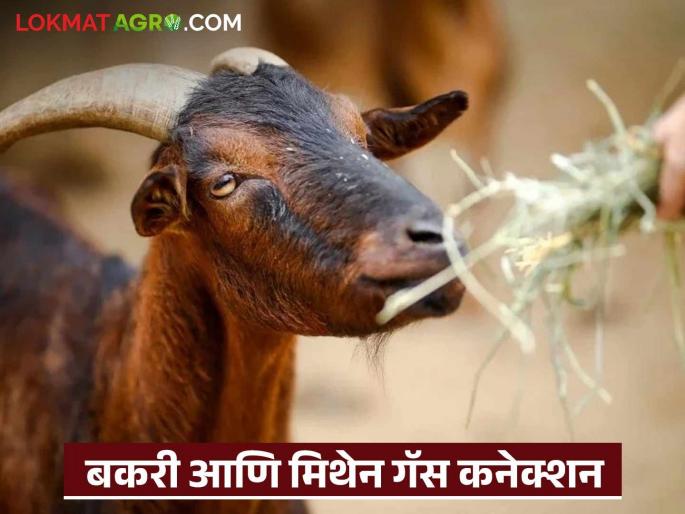 Latest News How much methane gas does goat release in year effect on temperature | Methane Gas : शेळी वर्षभरात किती मिथेन गॅस बाहेर सोडते? त्याचा काय परिणाम होतो?  Latest News How much methane gas does goat release in year effect on temperature | Methane Gas : शेळी वर्षभरात किती मिथेन गॅस बाहेर सोडते? त्याचा काय परिणाम होतो?