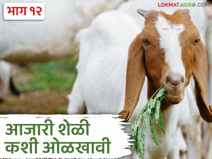 Latest News Goat Farming Guide How to identify sick goat, these are symptoms, know in detail | Goat Farming Guide : आजारी शेळी कशी ओळखावी, 'ही' आहेत लक्षणे, जाणून घ्या सविस्तर 