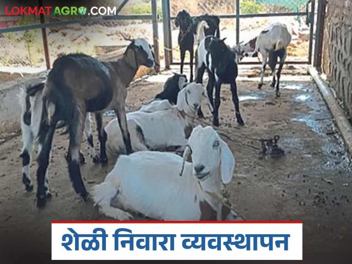 Latest News Sheli Palan Benefits of applying lime near entrance of goat sheds during monsoon | Goat Farming : पावसाळ्यात शेळ्यांच्या शेडच्या प्रवेशद्वाराजवळ चुना टाकण्याचे फायदे, वाचा सविस्तर