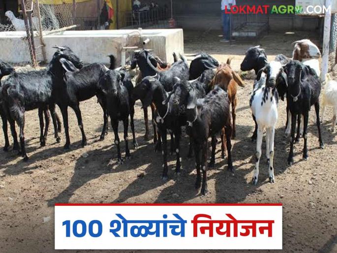 Latest news Goat farming Tips How much does it cost to raise 100 goats see details | Goat Farming : 100 शेळ्यांच्या शेळीपालनासाठी किती खर्च येईल, किती नफा होईल? वाचा सविस्तर  Latest news Goat farming Tips How much does it cost to raise 100 goats see details | Goat Farming : 100 शेळ्यांच्या शेळीपालनासाठी किती खर्च येईल, किती नफा होईल? वाचा सविस्तर