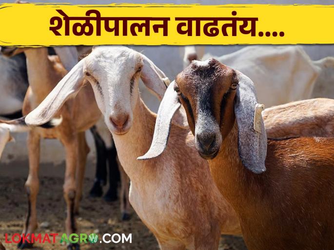 Latest News Sheli Palan Goat farming is increasing in india, Maharashtra 4th ranked Read in detail | Goat Farming : देशातील 'या' राज्यांमध्ये शेळीपालन वाढतंय, महाराष्ट्र कितव्या स्थानावर? वाचा सविस्तर