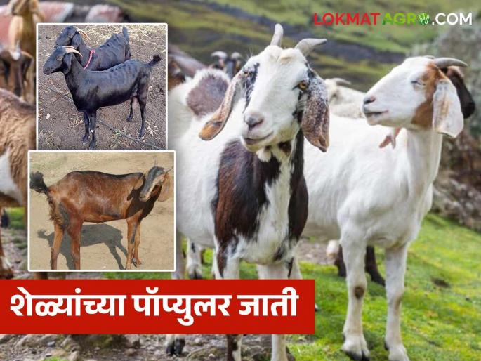 Choose these three breeds of goats that give double income and reap the benefits of goat farming | दुप्पट उत्पन्न देणाऱ्या शेळ्यांच्या 'या' तीन जाती निवडा अन् शेळीपालनात फायद्याच फायदा मिळवा Choose these three breeds of goats that give double income and reap the benefits of goat farming | दुप्पट उत्पन्न देणाऱ्या शेळ्यांच्या 'या' तीन जाती निवडा अन् शेळीपालनात फायद्याच फायदा मिळवा