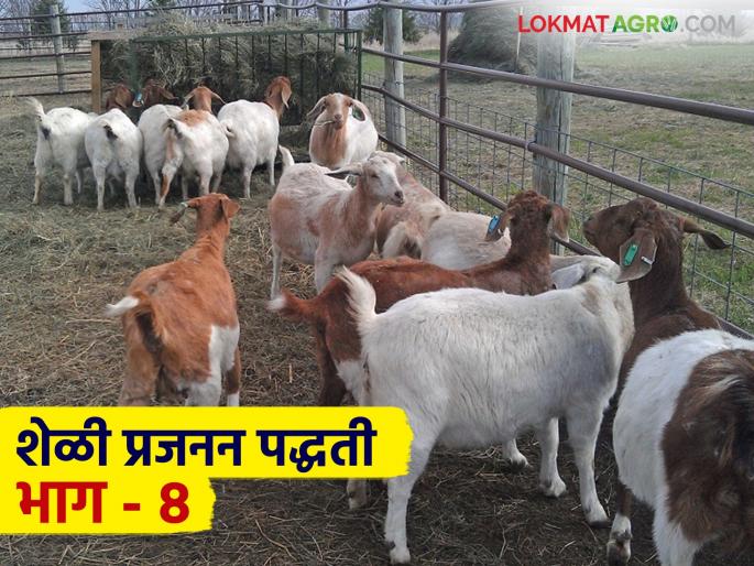 Latest News Breeding and production management in goat farming business, read in detail | Goat Farming  : शेळीपालन व्यवसायातील प्रजनन आणि पैदास व्यवस्थापन, वाचा सविस्तर 