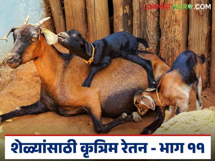 Latest News Advantages of pregnancy through artificial insemination in goat farming Read In details | Goat Farming Guide : शेळ्यांसाठी कृत्रिम रेतन कसे करावे? त्याचे फायदे काय? वाचा सविस्तर 