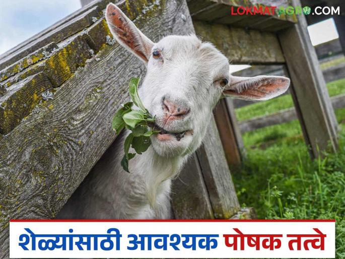 Latest News Goat Farming tips Provide nutrients in goats' diet, help increase milk, meat production read in detail | Goat Farming Tips : शेळ्यांच्या आहारात 'ही' पोषक तत्वे असतील तर दुधाला कमी नाही, वाचा सविस्तर  Latest News Goat Farming tips Provide nutrients in goats' diet, help increase milk, meat production read in detail | Goat Farming Tips : शेळ्यांच्या आहारात 'ही' पोषक तत्वे असतील तर दुधाला कमी नाही, वाचा सविस्तर