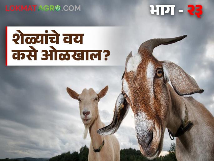 Latest News Goat Farming Tips Use this simple trick to identify age of goats, know in detail | Goat Farming Tips : शेळ्यांचे वय ओळखण्यासाठी 'ही' सोपी ट्रीक वापरा, जाणून घ्या सविस्तर  Latest News Goat Farming Tips Use this simple trick to identify age of goats, know in detail | Goat Farming Tips : शेळ्यांचे वय ओळखण्यासाठी 'ही' सोपी ट्रीक वापरा, जाणून घ्या सविस्तर