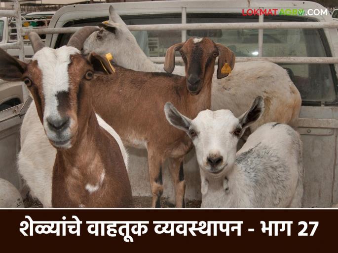 Latest News Goat farming Tips Precautions to be taken while transporting goats, know in detail | Goat Farming Tips : शेळ्यांची वाहतूक करतांना घ्यावयाची काळजी, जाणून घ्या सविस्तर  Latest News Goat farming Tips Precautions to be taken while transporting goats, know in detail | Goat Farming Tips : शेळ्यांची वाहतूक करतांना घ्यावयाची काळजी, जाणून घ्या सविस्तर
