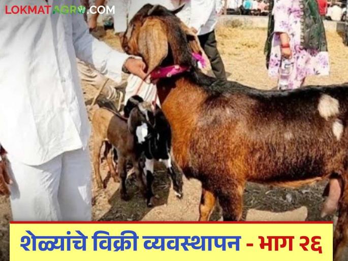 Latest News Goat Farming tips Take these precautions while taking goats for sale | Goat Farming Tips : शेळ्या विक्रीसाठी घेऊन जाताना अशी घ्या काळजी, होईल फायदाच फायदा!  Latest News Goat Farming tips Take these precautions while taking goats for sale | Goat Farming Tips : शेळ्या विक्रीसाठी घेऊन जाताना अशी घ्या काळजी, होईल फायदाच फायदा!