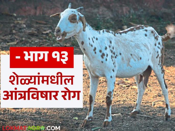 Latest News Goat Farming Diseases Symptoms and treatment of enteric disease in goats, know in detail | Goat Farming Diseases : शेळ्यांमधील आंत्रविषार रोगाची लक्षणे आणि उपचार, जाणून घ्या सविस्तर 