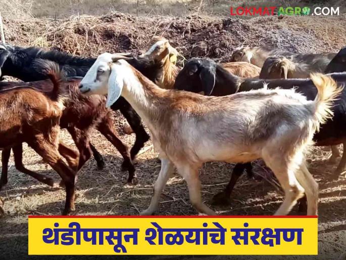 Latest News Goat Farm Care Tips These eight remedies will keep goats healthy in winter, know in detail | Goat Farm Care Tips : 'या' आठ उपायांनी हिवाळ्यात शेळ्या निरोगी राहतील, जाणून घ्या सविस्तर  Latest News Goat Farm Care Tips These eight remedies will keep goats healthy in winter, know in detail | Goat Farm Care Tips : 'या' आठ उपायांनी हिवाळ्यात शेळ्या निरोगी राहतील, जाणून घ्या सविस्तर