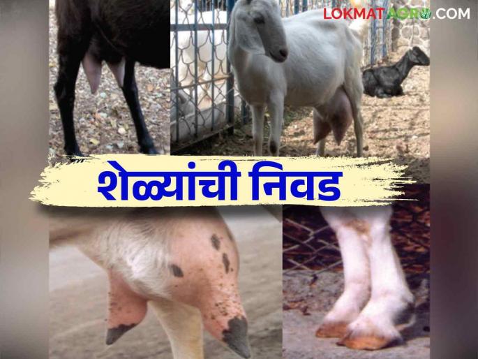 Sheli Palan : Know in detail how to choose goats and bucks in goat rearing business | Sheli Palan : शेळीपालन व्यवसायात शेळ्यांची व बोकडाची निवड कशी करावी जाणून घ्या सविस्तर Sheli Palan : Know in detail how to choose goats and bucks in goat rearing business | Sheli Palan : शेळीपालन व्यवसायात शेळ्यांची व बोकडाची निवड कशी करावी जाणून घ्या सविस्तर