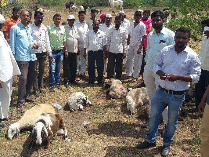 46 sheep and goats die after eating poisonous grass | विषारी गवत खाल्ल्याने ४६ शेळ््या-मेढ्यांचा मृत्यू 46 sheep and goats die after eating poisonous grass | विषारी गवत खाल्ल्याने ४६ शेळ््या-मेढ्यांचा मृत्यू