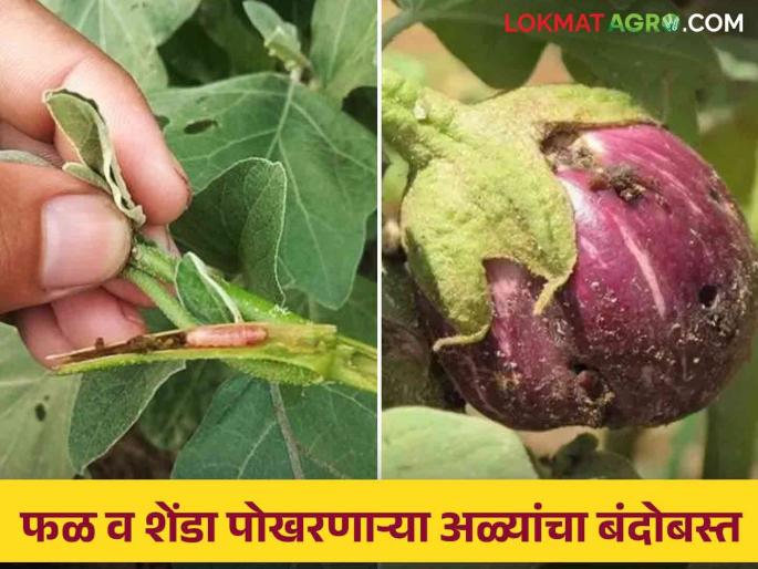 Follow these simple remedies to control fruit and shoot borer in vegetable crops | भाजीपाला पिकातील शेंडे व फळ पोखरणाऱ्या अळीच्या नियंत्रणासाठी करा हे सोपे उपाय