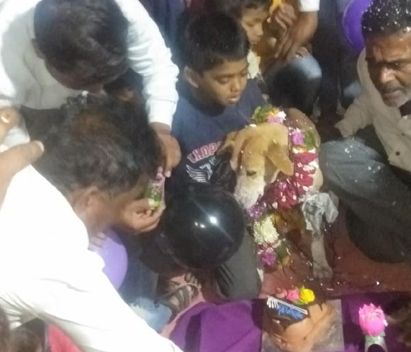 Wander the 'Lalu' town, the birthday is open | भटक्या ‘लालू’ चा गावाला लळा, वाढदिवस झाला नादच खुळा Wander the 'Lalu' town, the birthday is open | भटक्या ‘लालू’ चा गावाला लळा, वाढदिवस झाला नादच खुळा