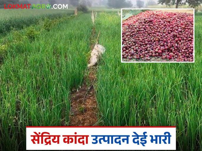 organic onions farmer: Adkina earned lakhs from organic onions Read in detail | Organic Onions farmer : सेंद्रिय कांद्यातून अडकिणे यांना झाले लाखांचे उत्पन्न वाचा सविस्तर organic onions farmer: Adkina earned lakhs from organic onions Read in detail | Organic Onions farmer : सेंद्रिय कांद्यातून अडकिणे यांना झाले लाखांचे उत्पन्न वाचा सविस्तर