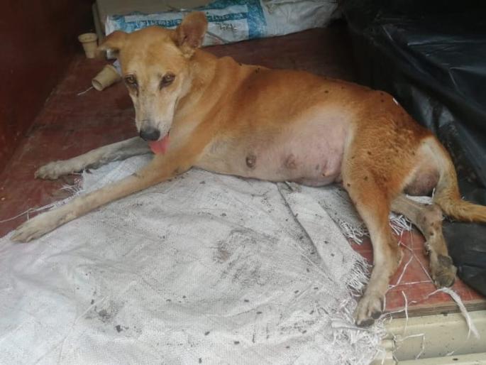 Shenzhi, a stray dog from Kalyan, became cancer free | कल्याणमधील भटकी कुत्री शेंझीं झाली कॅन्सरमुक्त Shenzhi, a stray dog from Kalyan, became cancer free | कल्याणमधील भटकी कुत्री शेंझीं झाली कॅन्सरमुक्त