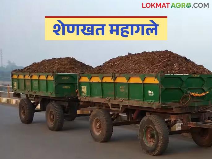 Increase in the price of cow dung and sheep goat manure; How is the price being paid for one trolley? | शेणखत व लेंडी खताच्या दरात वाढ; एका ट्रॉलीला कसा मिळतोय दर? Increase in the price of cow dung and sheep goat manure; How is the price being paid for one trolley? | शेणखत व लेंडी खताच्या दरात वाढ; एका ट्रॉलीला कसा मिळतोय दर?