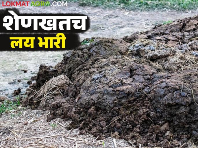 Use these fertilizers to reduce fertilizer costs and improve soil health | Sendriya Khat : खतांवरील खर्च कमी करण्यासाठी आणि मातीच्या आरोग्यासाठी वापरा ही खते Use these fertilizers to reduce fertilizer costs and improve soil health | Sendriya Khat : खतांवरील खर्च कमी करण्यासाठी आणि मातीच्या आरोग्यासाठी वापरा ही खते