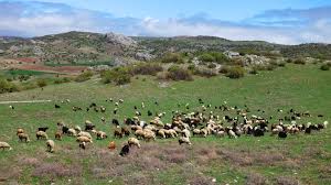 Troubled Shepherds Due to Deficit Degradation | चराई क्षेत्र कमी झाल्यामुळे मेंढपाळ अडचणीत  Troubled Shepherds Due to Deficit Degradation | चराई क्षेत्र कमी झाल्यामुळे मेंढपाळ अडचणीत