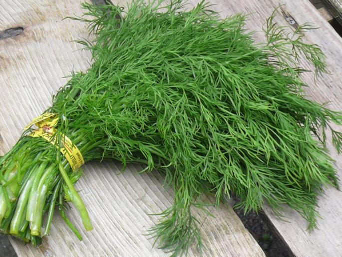 Benefits Of Shepu's Vegetable Consumption | भूक कमी झाली असेल तर नियमित करा शेपूच्या भाजीचं सेवन!