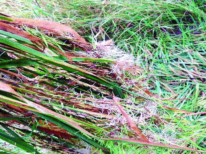 Agriculture destroyed by scourge disease | खोडकिडा रोगाने शेती उद्ध्वस्त Agriculture destroyed by scourge disease | खोडकिडा रोगाने शेती उद्ध्वस्त