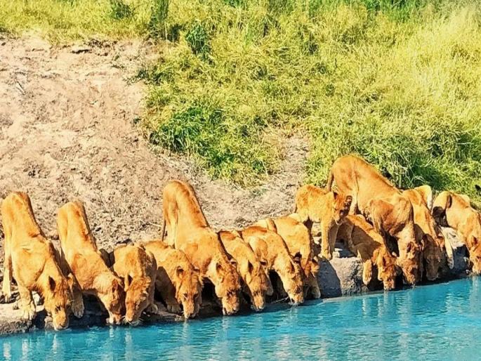 20 Lions Together Drinking Water Video : MalaMala Game Reserve video gone viral | नयणरम्य दृष्य! 20 सिंह एकाचवेळी नदीकाठी जमले, Video पाहून तुम्हीही चकीत व्हाल... 20 Lions Together Drinking Water Video : MalaMala Game Reserve video gone viral | नयणरम्य दृष्य! 20 सिंह एकाचवेळी नदीकाठी जमले, Video पाहून तुम्हीही चकीत व्हाल...