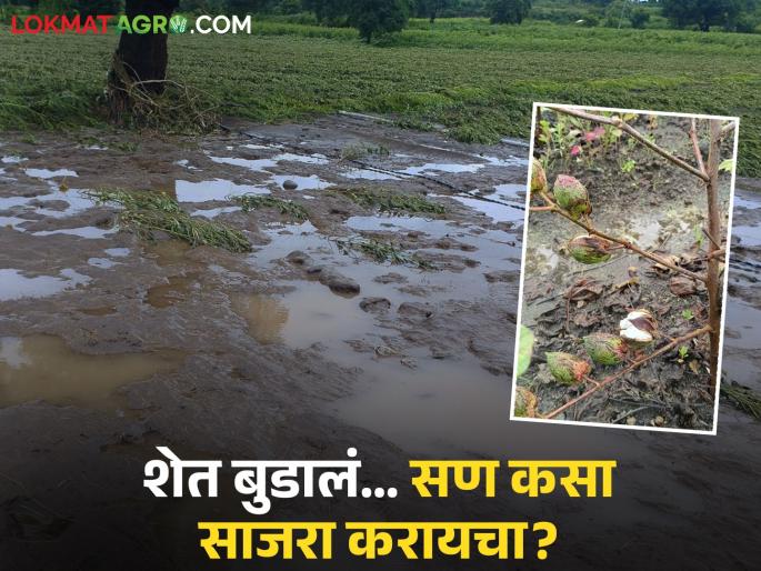 latest news Kharif Crop Damage: Agriculture destroyed, debt burden and dark clouds over festivals Read the pain of farmers | Kharif Crop Damage : शेती उद्ध्वस्त, कर्जाचा बोजा अन् सणांवर काळे ढग वाचा शेतकऱ्यांची व्यथा latest news Kharif Crop Damage: Agriculture destroyed, debt burden and dark clouds over festivals Read the pain of farmers | Kharif Crop Damage : शेती उद्ध्वस्त, कर्जाचा बोजा अन् सणांवर काळे ढग वाचा शेतकऱ्यांची व्यथा