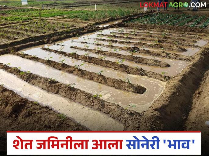 Shet Jamin: latest news Shet Jamin prices have increased by 150 times in the last 42 years; Find out why | Shet Jamin: गेल्या ४२ वर्षांत दीडशे पटींनी वाढले शेत जमिनीचे भाव; जाणून घ्या काय आहे कारण