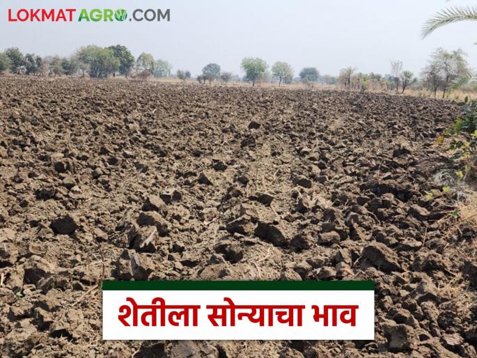 Will agriculture have better days? How have agricultural land prices increased over the last 40 years; Read in detail | शेतीला चांगले दिवस येणार? मागील ४० वर्षांपासून कसे वाढत गेले शेतजमिनीचे भाव; वाचा सविस्तर