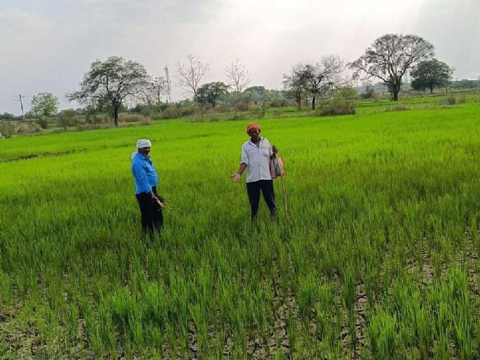 Discharge of water from Bawanthadi distribution stopped; cracks in agriculture, Paddy crop under threat | बावनथडी वितरिकेतून पाण्याचा विसर्ग बंद; शेतीत पडल्या भेगा, धानपीक धोक्यात Discharge of water from Bawanthadi distribution stopped; cracks in agriculture, Paddy crop under threat | बावनथडी वितरिकेतून पाण्याचा विसर्ग बंद; शेतीत पडल्या भेगा, धानपीक धोक्यात